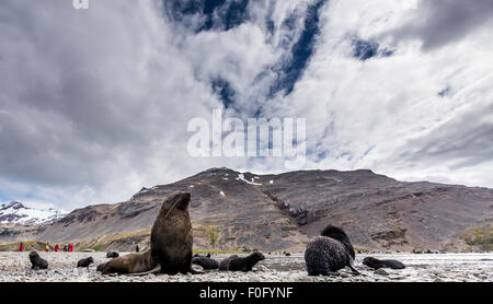 Antarktischen Seebären mit Touristen im Hintergrund Stromness Südgeorgien Stockfoto