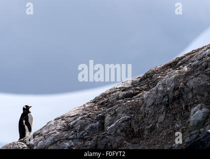 Gentoo Penguin stehen auf Felsen Mikkelsen Hafen antarktischen Halbinsel Antarktis Stockfoto