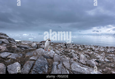 Gentoo Penguin zu Fuß auf felsigen Strand Neko Harbour antarktischen Halbinsel Antarktis Stockfoto