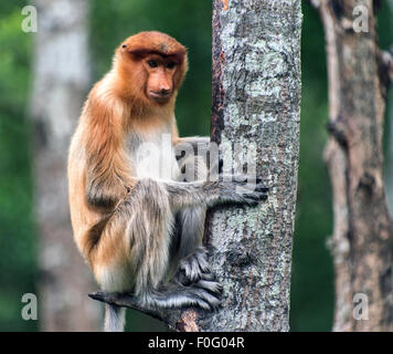 Erwachsene weibliche Nasenaffe oder Langnasen-Affe sitzt auf Baum Labuk Bay Sanctuary Sabah Borneo Malaysia Stockfoto
