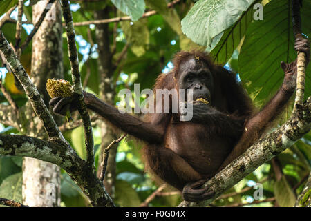 Erwachsene weibliche Bornean Orangutan Obst zu essen, an einem Baum in der wilden Sandakan Sabah Borneo Malaysia Stockfoto