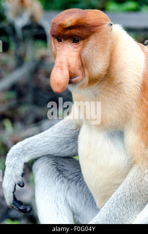 Erwachsenen männlichen Nasenaffe oder Langnasen-Affe Porträt Labuk Bay Sanctuary Sabah Borneo Malaysia Stockfoto