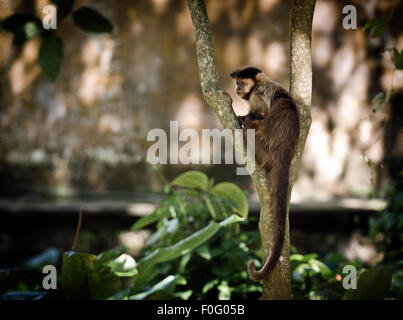 Getuftet oder brauner Kapuziner Affe auf einem Baum Botanischer Garten Rio De Janeiro Brasilien Stockfoto