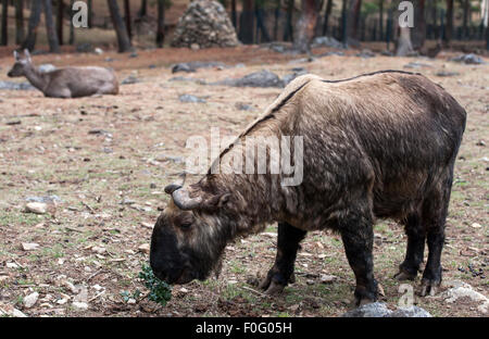 Bhutan national Tier Takin Fütterung Motithang Takin bewahren Wildlife reserve Bhutan Stockfoto