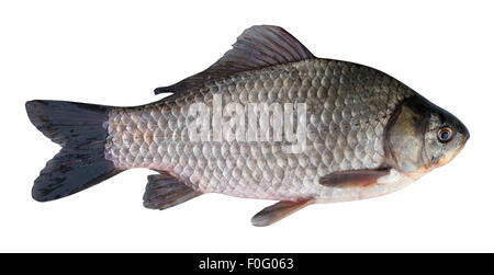 Preußischen Silberkarpfen (Carassius Gibelio). Isoliert auf weißem Hintergrund. Ort zu fangen in Geotagging-Datei. Fische Gewicht 1720 g Stockfoto