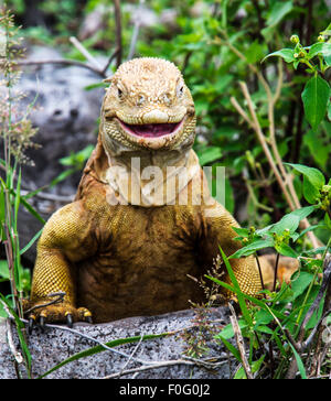 Barrington Land Leguan oder Santa Fe landen Leguan Porträt Santa Fe Galapagos Inseln Ecuador Stockfoto