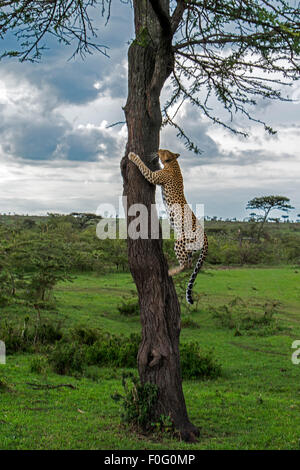 Erwachsene weibliche Leoparden klettert auf den Baum Olare Orok Conservancy Kenia Afrika Stockfoto