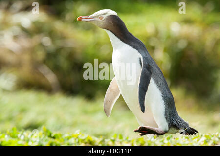 Erwachsenen gelbäugige Pinguin zu Fuß auf dem Rasen Enderby Insel Neuseeland Stockfoto