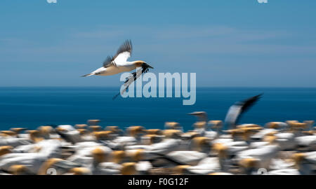 Australasian Gannet im Flug mit Verschachtelung Material im Maul Cape Kidnappers Kolonie Neuseeland Stockfoto