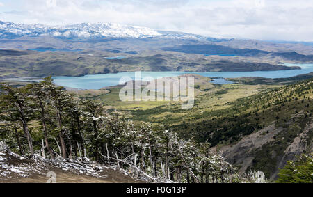 Waldbäume mit Sarmiento See im Hintergrund Nationalpark Torres del Paine chilenischen Patagonien Chile Stockfoto