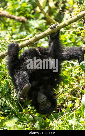 Säugling Berggorilla hängen am Baum auf den Kopf nach unten Volcanoes National Park Ruanda Afrika Stockfoto