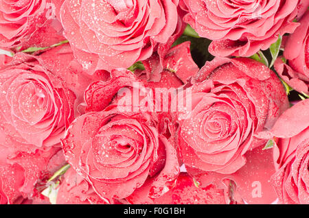 Nahaufnahme, frische Rosen Stockfoto