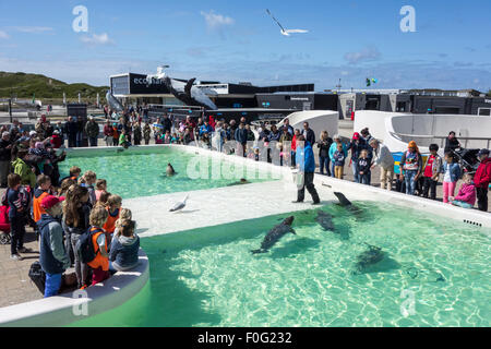 Tierpflegerin Fütterung Kranke Seehunde bei Ecomare, Heiligtum zu versiegeln und Zentrum für Natur und Marine Leben auf Texel, Niederlande Stockfoto