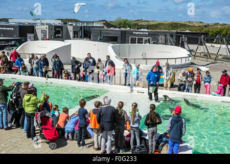 Tierpflegerin Fütterung Kranke Seehunde bei Ecomare, Heiligtum zu versiegeln und Zentrum für Natur und Marine Leben auf Texel, Niederlande Stockfoto