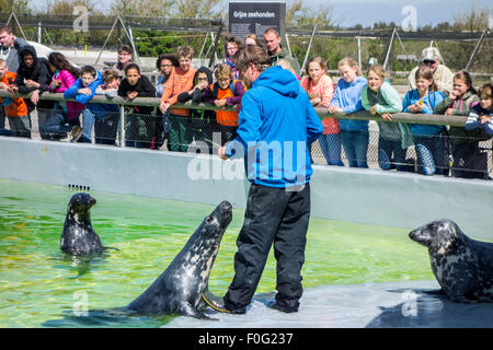 Tierpflegerin Fütterung Kegelrobben bei Ecomare, Heiligtum zu versiegeln und Zentrum für Natur und Marine Leben auf Texel, Niederlande Stockfoto