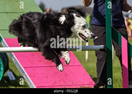 Rockingham Castle, Northamptonshire, UK. 15. August 2015. Black And White Collie the11th Kennel Club International 4 Tag Hund Agility Festival. Bildnachweis: Keith J Smith. / Alamy Live News Stockfoto