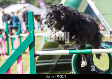 Rockingham Castle, Northamptonshire, UK. 15. August 2015. Ein Collie-Höhe über einen Sprung auf the11th Kennel Club International 4 Tage Agility Hundefest. Bildnachweis: Keith J Smith. / Alamy Live News Stockfoto