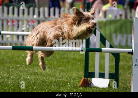 Rockingham Castle, Northamptonshire, UK. 15. August 2015. Ein Bearded Collie geht über einen Sprung auf the11th Kennel Club International 4 Tage Agility Hundefest. Bildnachweis: Keith J Smith. / Alamy Live News Stockfoto