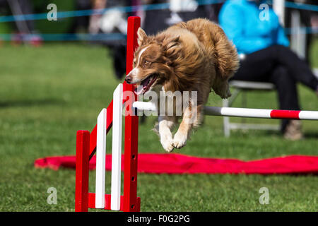 Rockingham Castle, Northamptonshire, UK. 15. August 2015. eine Collie macht den Sprung auf the11th Kennel Club International 4 Tage Agility Hundefest. Bildnachweis: Keith J Smith. / Alamy Live News Stockfoto