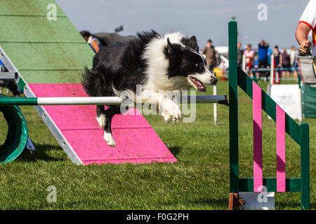 Rockingham Castle, Northamptonshire, UK. 15. August 2015. eine schwarze und weiße Collie löscht nur den Sprung auf the11th Kennel Club International 4 Tage Agility Hundefest. Bildnachweis: Keith J Smith. / Alamy Live News Stockfoto