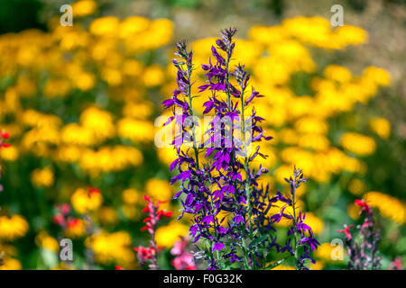 Lobelia speciosa 'Vedrariensis', Garden flower bed Stockfoto