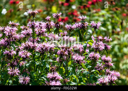 Monarda 'Schönheit von Cobham' Garden flower bed, Bergamotte Stockfoto