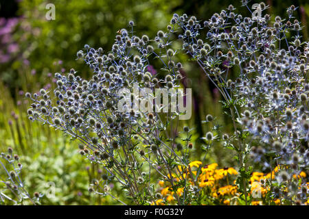 Meer-Holly, Eryngium Tripartitum, Garten Blumenbeet Stockfoto