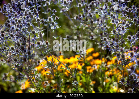 Seetöchling, Eryngium tripartitum, August Garten Blumenbeet Stockfoto