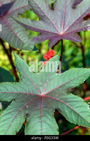 Rizinusölpflanze, Ricinus communis Carmencita, Blätter, giftige Pflanze Stockfoto