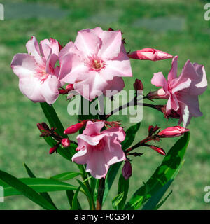 Oleander; Nerium; Oleander; Giftpflanze; Wildpflanzen; Stockfoto