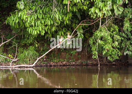 Zwei Hoatzin tropische Vögel, auch genannt Stinkbird oder Canje Fasan, am Ufer des Lago Sandoval im peruanischen Regenwald Stockfoto