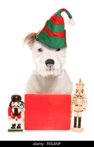 Niedlichen Hund tragen Elf Mütze mit leere Zeichen Studio Ausschnitt Stockfoto