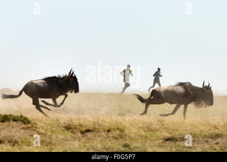 Masai Mara, Kenia. 15. August 2015. Profisportler laufen mit wilden Tieren während des Masai-Mara-Marathons in Masai Mara Game Reserve, Kenia, 15. August 2015. Kenia statt seiner 7. Masai-Mara-Marathon ist eine Veranstaltung für Gemeinwohl zur Förderung von Umweltschutz und lokale Bildung am Samstag im Masai Mara Game Reserve in Kenia. Bildnachweis: Sun Ruibo/Xinhua/Alamy Live-Nachrichten Stockfoto