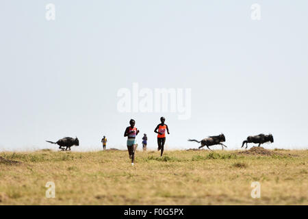 Masai Mara, Kenia. 15. August 2015. Profisportler laufen während des Masai Mara-Marathons in Masai Mara Game Reserve, Kenia, 15. August 2015. Kenia statt seiner 7. Masai-Mara-Marathon ist eine Veranstaltung für Gemeinwohl zur Förderung von Umweltschutz und lokale Bildung am Samstag im Masai Mara Game Reserve in Kenia. Bildnachweis: Sun Ruibo/Xinhua/Alamy Live-Nachrichten Stockfoto