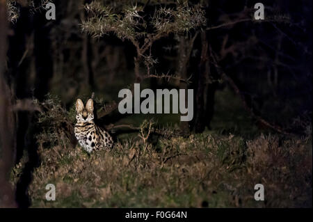 Serval Katze bei Nacht Mara Naboisho Conservancy Kenia Afrika Stockfoto