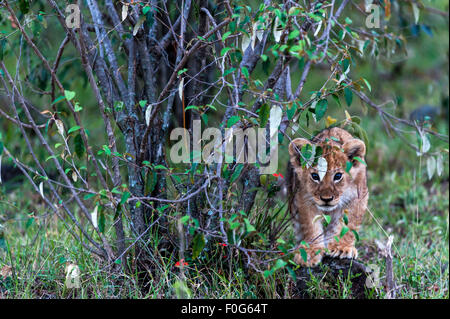 Lion Cub Porträt Mara Naboisho Conservancy Kenia Afrika Stockfoto