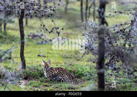 Porträt der Serval Katze auf dem Boden liegend Mara Naboisho Conservancy Kenia Afrika Stockfoto