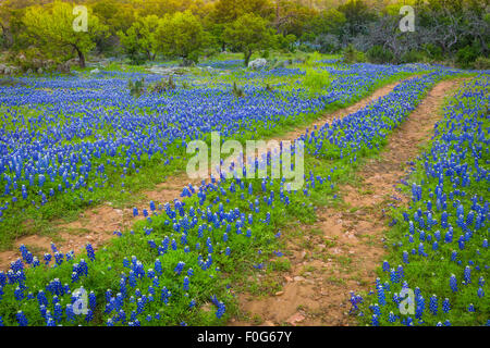 Alte Straße und Kornblumen im Texas Hill Country Stockfoto