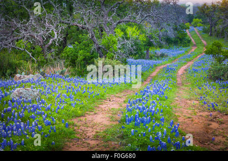 Alte Straße und Kornblumen im Texas Hill Country Stockfoto