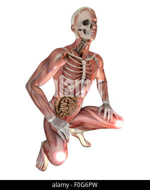 Darstellung des männlichen Körpers mit skelettartigen Muskeln und Organen isoliert auf weißem Hintergrund Stockfoto