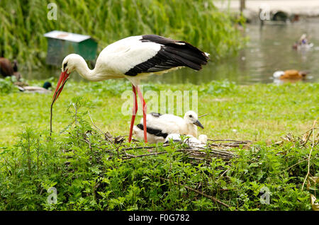 Stork Angeln und einen Frosch Essen Stockfoto