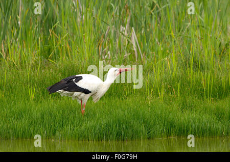 Stork Angeln und einen Frosch Essen Stockfoto