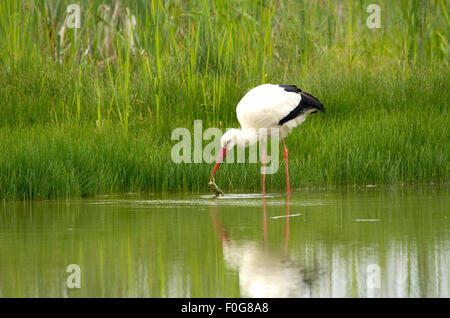 Stork Angeln und einen Frosch Essen Stockfoto