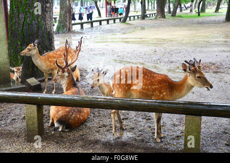 Hirsche in Kofukuji-Tempel in Nara ist die Hauptstadt von Nara Präfektur befindet sich in der Kansai-Region von Japan. gemeinsam form Stockfoto