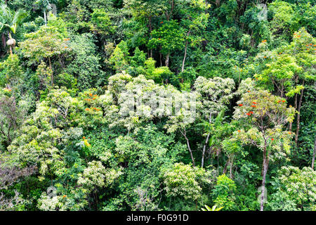 Tropischer Vegetation an einem Regenwald Berghang in Hawaii zeigt eine üppige Anzeige der reiche, gesunde Pflanzen und Bäumen leben. Stockfoto