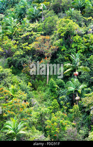 Tropischer Vegetation an einem Regenwald Berghang in Hawaii zeigt eine üppige Anzeige der reiche, gesunde Pflanzen und Bäumen leben. Stockfoto