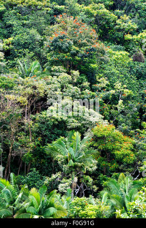 Tropischer Vegetation an einem Regenwald Berghang in Hawaii zeigt eine üppige Anzeige der reiche, gesunde Pflanzen und Bäumen leben. Stockfoto