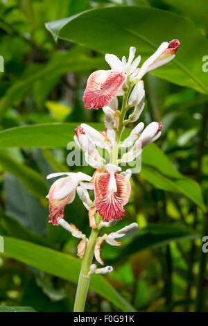 Eine kleine lila und weißen Blume Blüte in einem hawaiianischen botanischen Garten. Stockfoto