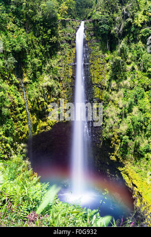 Eine hoch aufragende Akaka Wasserfälle in Hilo, Hawaii Kaskaden 400 Fuß zu einem natürlichen Pool, oft mit einem Regenbogen zu sehen, wenn der Nebel schwer ist und Stockfoto