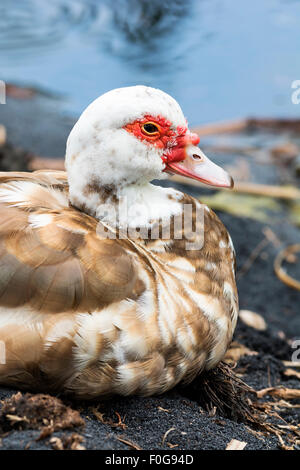 Eine alte Ente liegt nahe dem Ufer eines kleinen Teiches Stockfoto